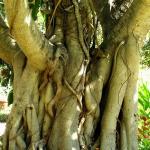 Banyan Tree III.jpg